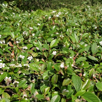 Cotoneaster dammeri 'Moon Creeper' 