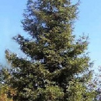 Sequoia sempervirens 'Aptos Blue' 