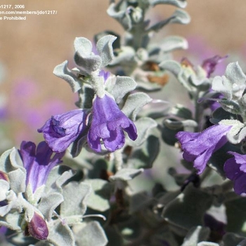 Leucophyllum pruinosum