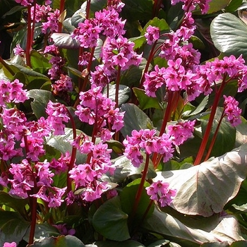 Bergenia 'Rosi Klose' 