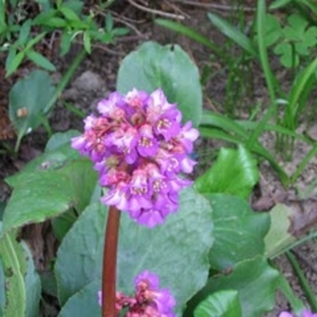 Bergenia cordifolia 'Herbstblute' 