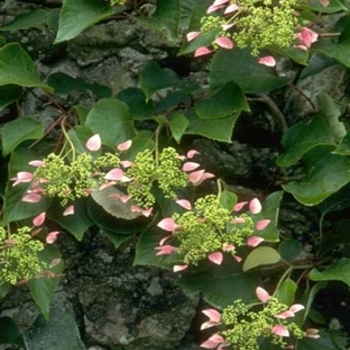 Schizophragma hydrangeoides 'Roseum' 