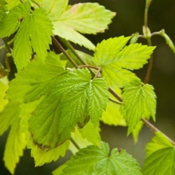 Humulus 'Summer Shandy™' Sumner PP24913