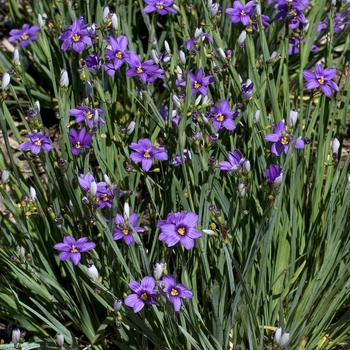 Sisyrinchium bermudianum 