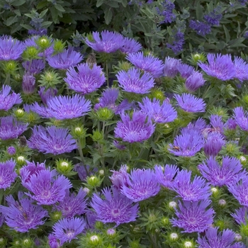 Stokesia 'Peachie's Pick' 