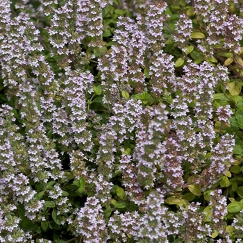 Thymus vulgaris