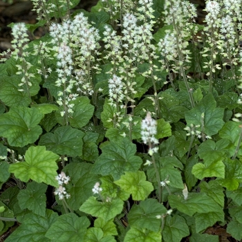 Tiarella cordifolia