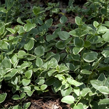 Vinca major 'Variegata' 