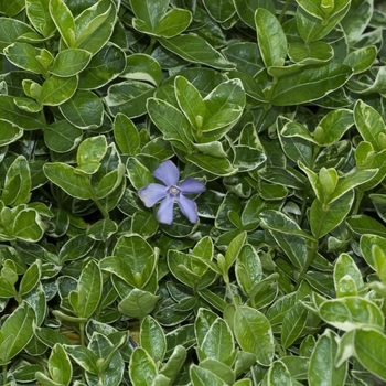 Vinca minor 'Ralph Shugert' (043234)
