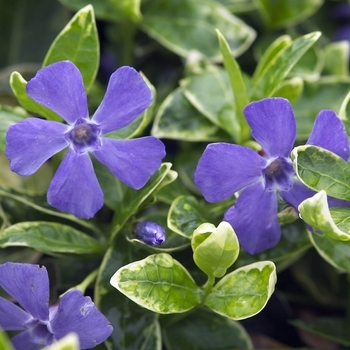 Vinca minor 'Ralph Shugert'