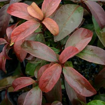 Viburnum 'Handsome Devil®' Le Bois Marquis PP21686