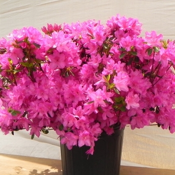 Rhododendron Kurume Hybrid 'Sherwood Red' 