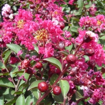 Lagerstroemia indica 'Whit VII' PP14975