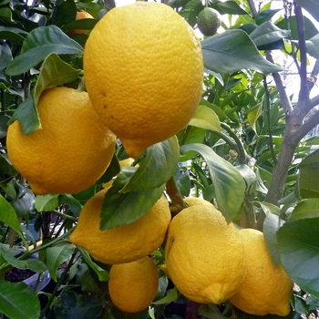 Citrus limon 'Eureka' 