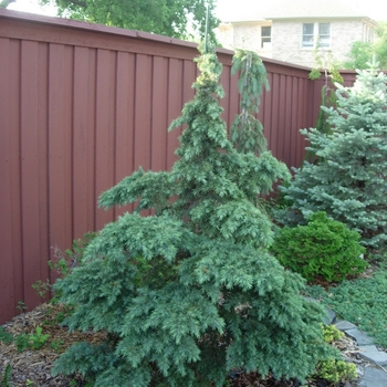 Cedrus deodara 'Glacier Blue' 