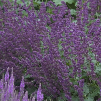 Salvia verticillata 'Purple Rain'