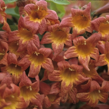 Bignonia capreolata 'Tangerine Beauty' 