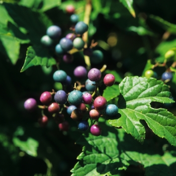 Ampelopsis brevipedunculata 'Elegans' (043492)
