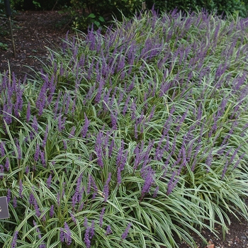 Liriope muscari 'Aztec Grass' 