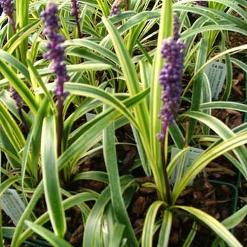 Liriope muscari 'Gold Band' 