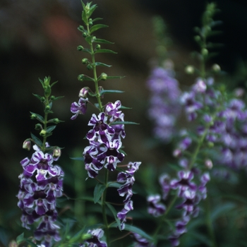 Angelonia angustifolia Angelmist™ 'Purple Stripe'