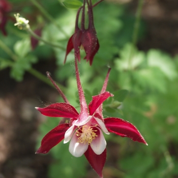 Aquilegia 'Crimson Star' Rotstern