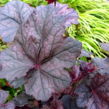 Heuchera villosa 'Magnum' 