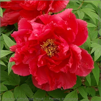 Paeonia suffruticosa 'Houki' 