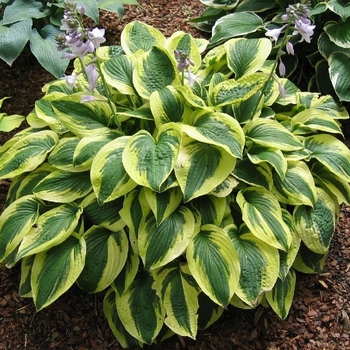 Hosta 'Brim Cup' 