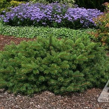 Picea pungens 'Mesa Verda' 