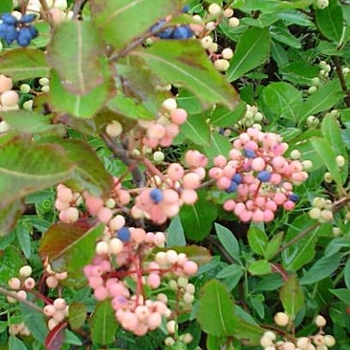 Viburnum cassinoides