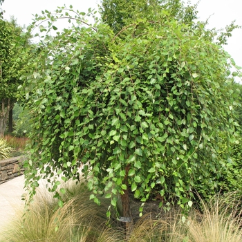 Betula nigra 'Summer Cascade' PP15105