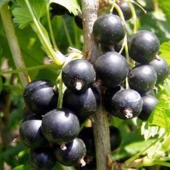 Ribes nigrum 'Consort' 