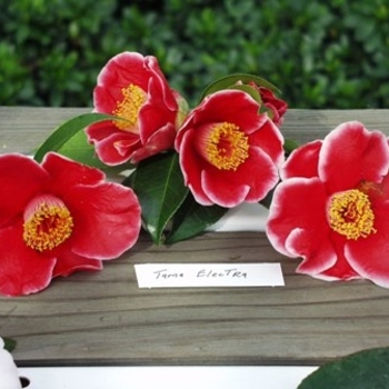 Camellia japonica 'Tama Electra' 
