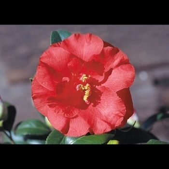 Camellia japonica 'Robinhood III' 