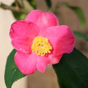 Camellia 'Koto-no-Kaori' 