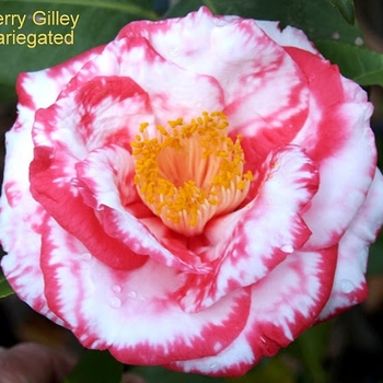 Camellia japonica 'Terry Gilley' 