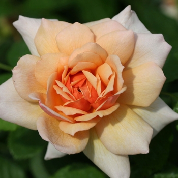 Rosa 'Auskeppy' 