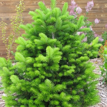 Abies siberica