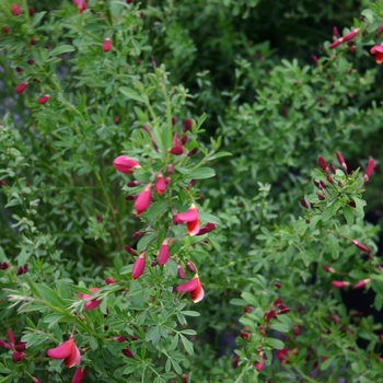 Cytisus scoparius 'Burkwoodii' 