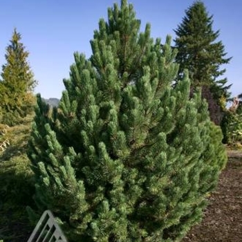 Pinus mugo 'Tannenbaum' 
