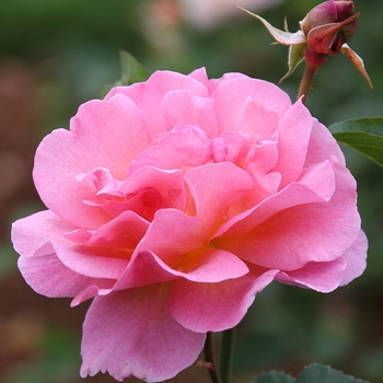 Rosa 'AUSmound' AUSmound