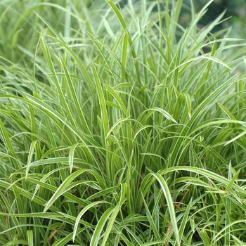 Carex morrowii 'Ice Dance' 