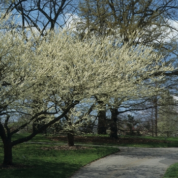 Cercis canadensis 'Alba' (044418)