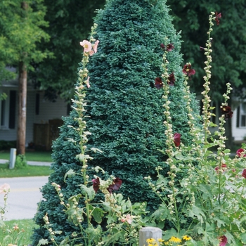 Chamaecyparis pisifera 'Cyano-Viridis' 