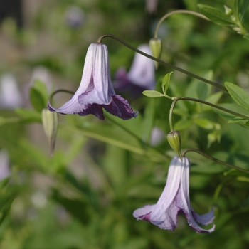 Clematis 'Betty Corning' 