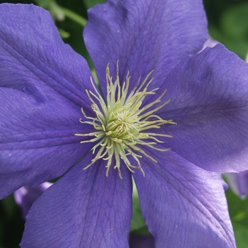 Clematis 'General Sikorski' 