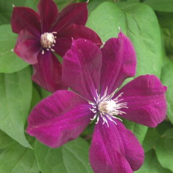 Clematis 'Niobe'