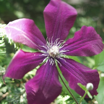 Clematis 'Niobe' (044541)