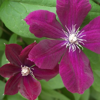 Clematis 'Niobe' (044544)